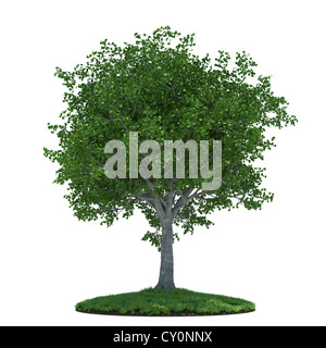 3D Rendering der schöne Baum mit grünen Wiese. Isoliert auf weißem Hintergrund Stockfoto