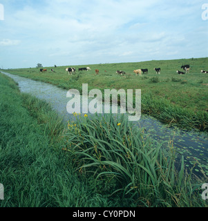Rinder grasen auf Niveau niedrig liegenden Weide neben einem Entwässerung Deich, Cambridgeshire Stockfoto