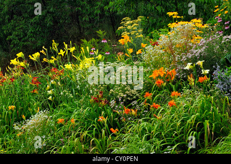 Eingebürgerte Garten Böschung mit Taglilien, Greater Sudbury, Ontario, Kanada Stockfoto