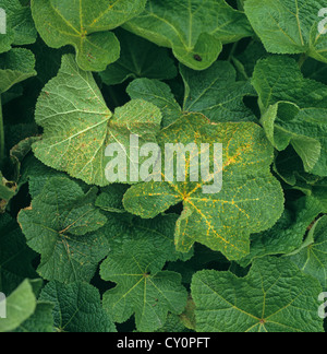 Stockrose Rost (Puccinia Malvacearum) auf Malve Laub Stockfoto