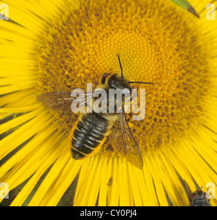 Blatt-Cutter Bee, Megachile Centuncularis, Erwachsener auf gelben Compositae Blume Stockfoto