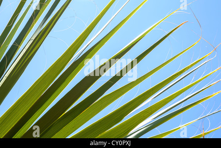 Nahaufnahme Foto von frischen grünen Palmen Blätter mit Fasern in der Sonne über dem strahlend blauen Himmel. Stockfoto