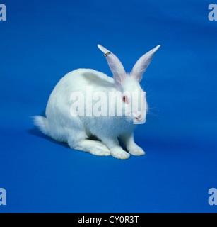 Ein weißer Labor Forschung Kaninchen Rasse New Zealand White Stockfoto