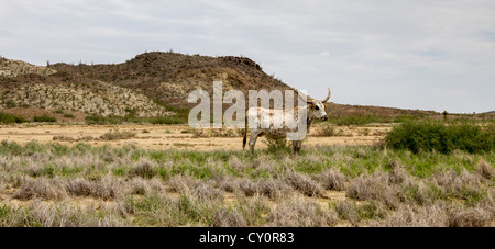 Longhorn Kuh in einen offenen Bereich im Bereich Big Bend von Texas, in der Nähe von Terlingua. Stockfoto