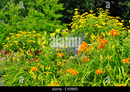 Eingebürgerte Garten Böschung mit Taglilien, Greater Sudbury, Ontario, Kanada Stockfoto