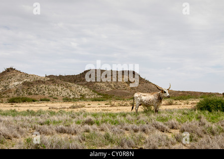 Longhorn Kuh in einen offenen Bereich im Bereich Big Bend von Texas, in der Nähe von Terlingua. Stockfoto