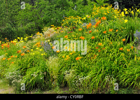 Eingebürgerte Garten Böschung mit Taglilien, Greater Sudbury, Ontario, Kanada Stockfoto