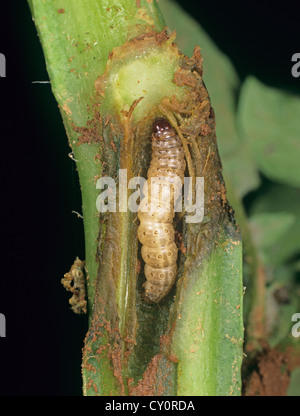 Maiszünsler Ostrinia Nubialis, Raupe im beschädigten Kartoffel Stamm Stockfoto