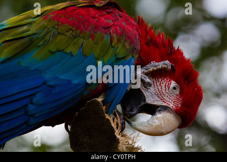 Ara thront auf Zweig Stockfoto