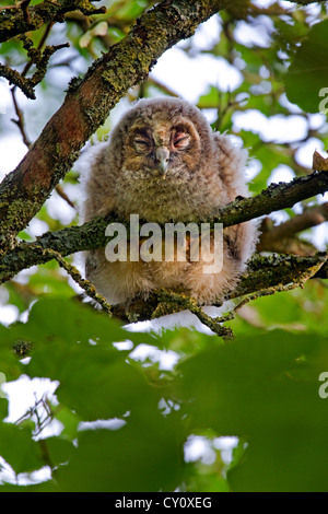 Waldohreule (Asio Otus / Strix Otus) junge mit geschlossenen Augen thront im Baum im Wald Stockfoto