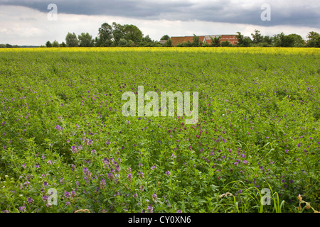 Feld mit Luzerne / Luzern (Medicago Sativa), verwendet als Futter für das Vieh, Belgien Stockfoto