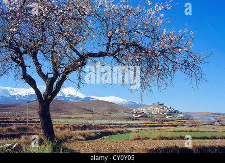 Trasmoz und El Moncayo. Zaragoza Provinz, Aragon, Spanien. Stockfoto