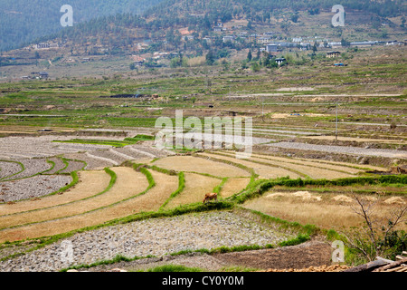 Terrassenförmig angelegten Feld und bhutanischen Dorf Stockfoto