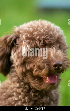 Schuss des Lachens Teddy Hund auf dem Boden sitzend hautnah Stockfoto