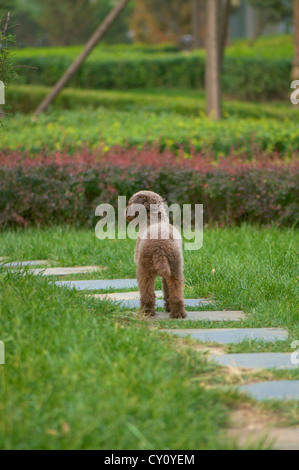 Schuss des Lachens Teddy Hund auf dem Boden sitzend hautnah Stockfoto