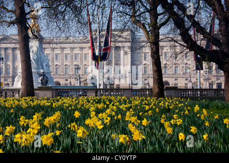 Buckingham Palace die Londoner Residenz der Königin Elizabeth II vom Green Park mit Narzissen im Vordergrund London England UK Stockfoto