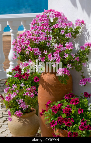 Pelagoniums (Geranien) in lokalen Töpfe durch eine Pool Villa, Portugal, Algarve Stockfoto