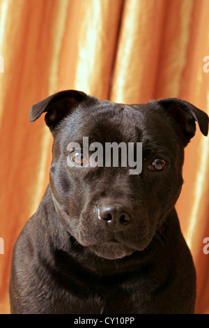Porträt von Staffordshire Bullterrier orange Hintergrund Stockfoto
