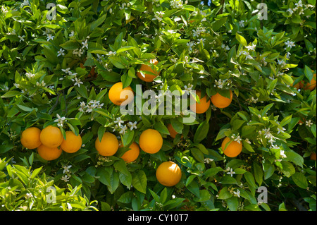 Orangen und Orangenblüten auf dem Baum in einer Orangenplantage Algarve, Portugal Stockfoto