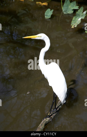 Silberreiher Orlando Florida Usa Stockfoto