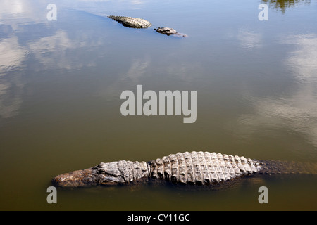 zwei große amerikanische Alligatoren schwimmen in der Nähe von Wasser schwimmende Oberfläche Florida usa Stockfoto