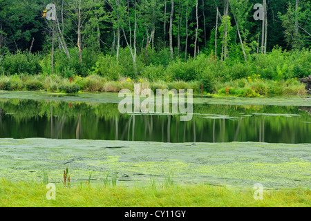 Algenblüte in Junction Creek, größere Sudbury (Naughton), Ontario, Kanada Stockfoto