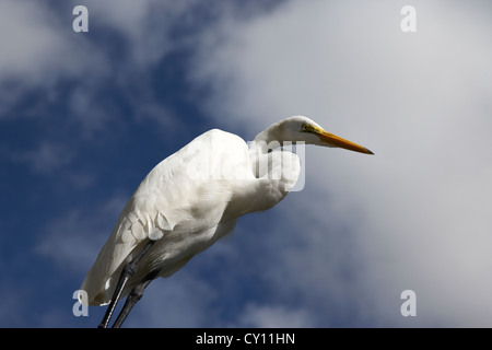 Silberreiher Orlando Florida Usa Stockfoto