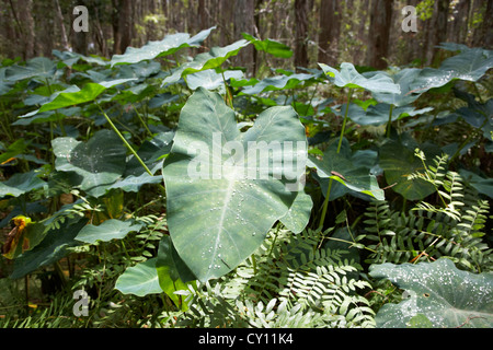 Xanthsoma Elefanten Ohr Pflanze wächst in den überfluteten Feuchtgebieten in Florida usa Stockfoto