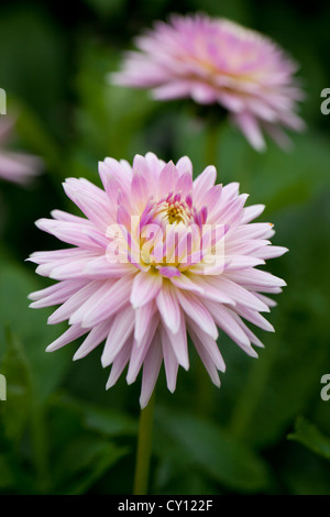 Nahaufnahme eines hübschen rosa Kaktus Dahlia, der im September in einem englischen Garten blüht Stockfoto