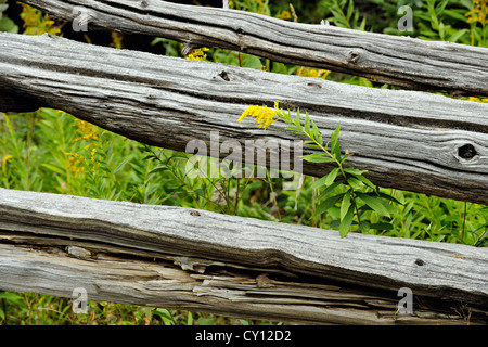 Zeder-Split-Zaun mit Goldrute, Manitoulin Island-MacLean Berg, Ontario, Kanada Stockfoto