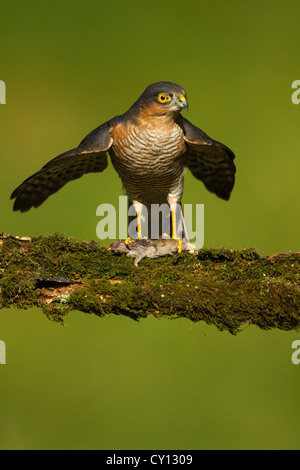 Männliche eurasischen nördlichen Sparrowhawk Accipiter Nisus thront auf bemoosten hölzernen Zweig mit Waldmaus Beute Stockfoto