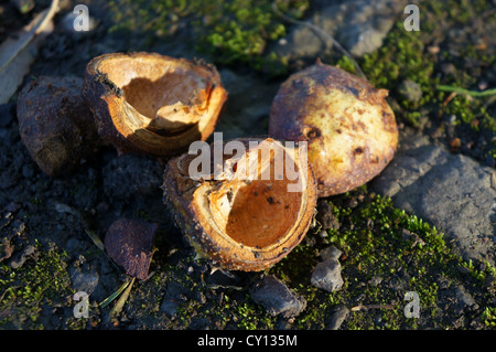 Conker Muscheln, uk Stockfoto