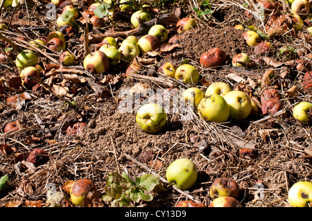 Herbst Windfall-Äpfel - faule Äpfel vom Baum fallen gelassen Stockfoto