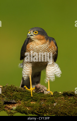 Männliche eurasischen nördlichen Sparrowhawk Accipiter Nisus thront auf bemoosten hölzernen Zweig mit Waldmaus Beute Stockfoto