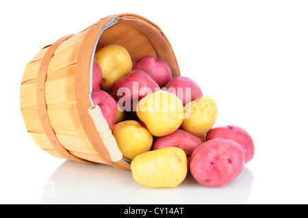 Rot und Yukon Gold Kartoffeln aus einem Korb auf einer reflektierenden Oberfläche verschüttet. Querformat. Stockfoto