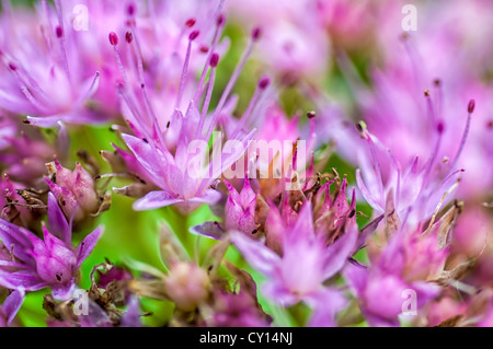 Haufen von kleinen lila Blüten mit grünen Blättern, blühenden, großaufnahme, Makro Stockfoto