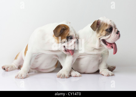 Zwei englische Bulldogge Welpen Stockfoto