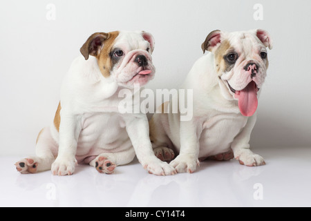 Zwei englische Bulldogge Welpen Stockfoto