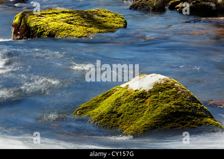 Wenig Stony Creek umströmt grün bemoosten Felsbrocken, Pembroke, Giles County, Virginia, USA. Stockfoto