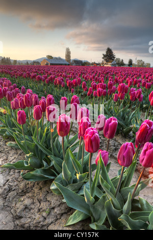 Reihen von violette Tulpen bei Sonnenaufgang, Skagit Valley, Mount Vernon, Washington Stockfoto