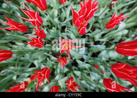 Rote Tulpen im Feld, Skagit Valley, Mount Vernon, Washington Stockfoto