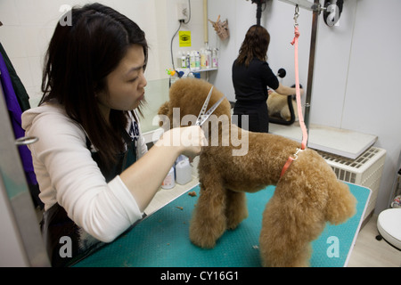 Dogtrim Salon in Hongkong Stockfoto