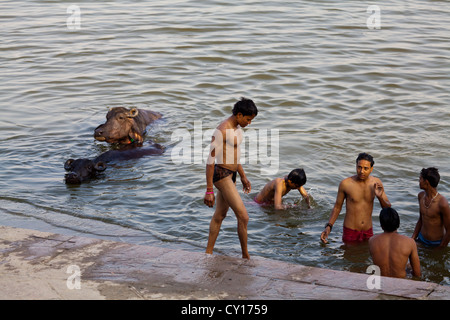 Junge Menschen teilen ein Bad mit Wasserbüffel in den heiligen Fluss Ganges in Varanasi, Indien Stockfoto