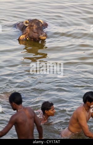 Junge Menschen teilen ein Bad mit Wasserbüffel in den heiligen Fluss Ganges in Varanasi, Indien Stockfoto