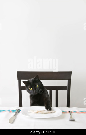 Schwarze Katze reißen einen Fisch Stockfoto