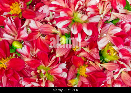 Hintergrund von dunkel rote Dahlien Sommerblumen Stockfoto