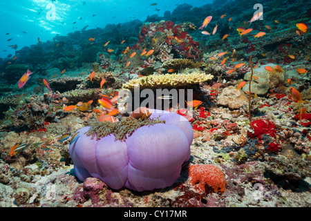 Malediven Anemonenfischen in herrlichen Seeanemone, Amphiprion Nigripes, Felidhu Atoll, Malediven Stockfoto