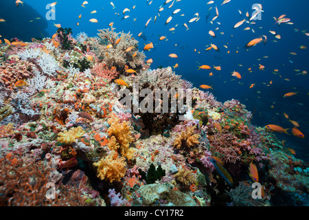 Weiche Korallenriff, Süd Male Atoll, Malediven Stockfoto