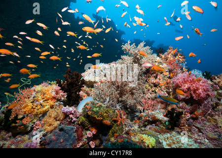 Weiche Korallenriff, Süd Male Atoll, Malediven Stockfoto