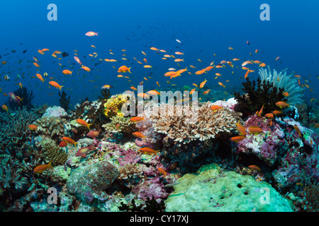 Bunte Korallenriff, Nord Male Atoll, Malediven Stockfoto